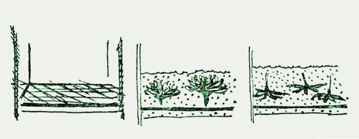 Секрети сушки листя Принципи висушування листя для гербарію та осіннього декору в 2026 році.